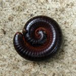 piolho de cobra