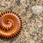 piolho de cobra 2