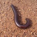 piolho de cobra 3