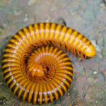 piolho de cobra 5