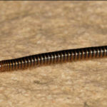 piolho de cobra capa