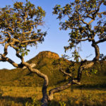 Cerrado