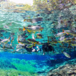bonito