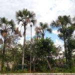 Buriti