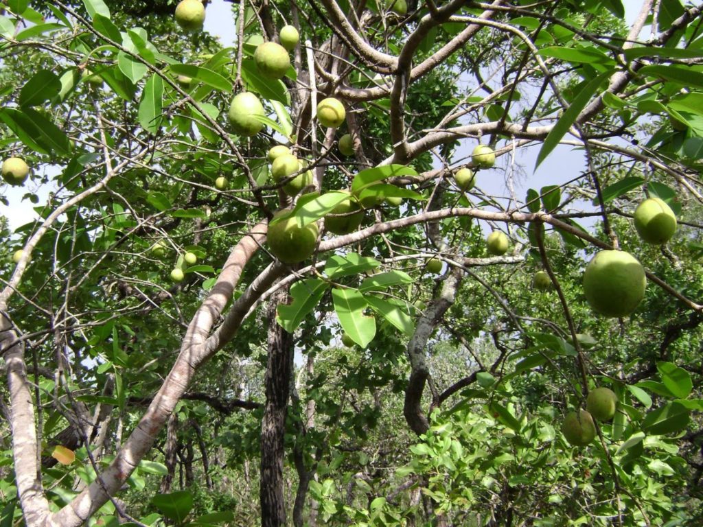 Mangaba (Hancornia speciosa)