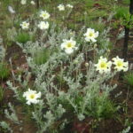 Velame Branco