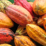 Cacau
