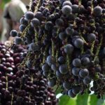 Fruta com A – Açaí