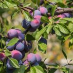 Fruta com A – Ameixa
