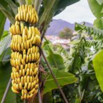 Fruta com B – Banana