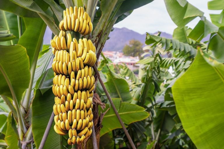 Fruta Com B - Lista De Frutas Com A Letra B Em Ordem Alfabética