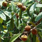 Fruta com B – Bapeba