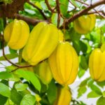 Fruta com C – Carambola