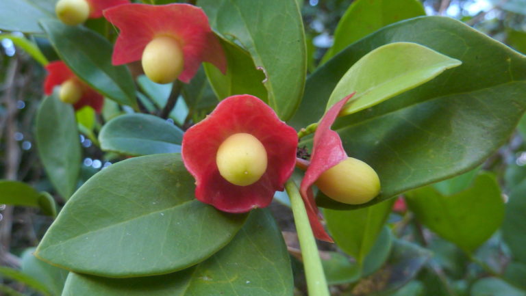 Fruta com H - Lista de frutas com H em ordem alfabética