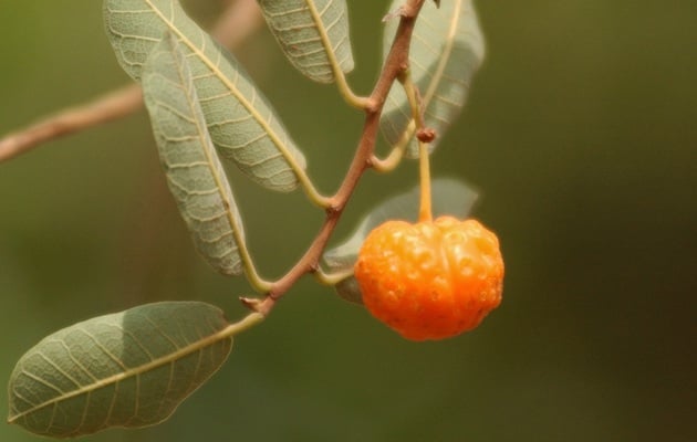 ibacurupari-fruta