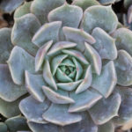 Planta suculenta: Rosa de Pedra