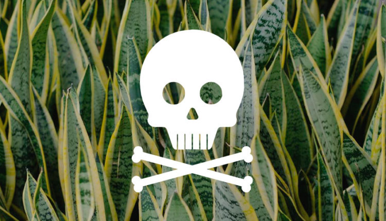 plantas-tóxicas-capa