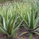 Planta suculenta: Babosa