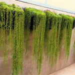 Planta suculenta: Colar de Pérolas