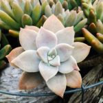 Planta suculenta: Flor Fantasma