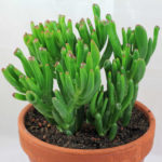 Planta suculenta: Orelha de Sherek