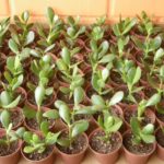 Planta de sol: Planta de Jade