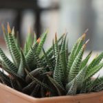 Planta suculenta: Babosa