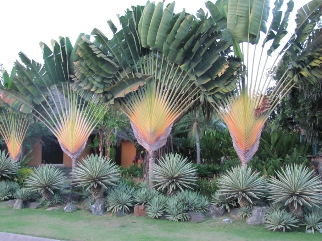Plantas Que Gostam De Sol Ornamentais Plantas De Jardim Exemplos