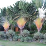 Planta de sol: Árvore do viajante