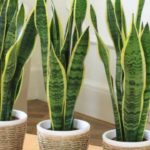 Planta para sol: Espada de São Jorge