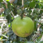 Massala-fruta
