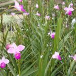 Planta para jardim: Orquídea Bambu