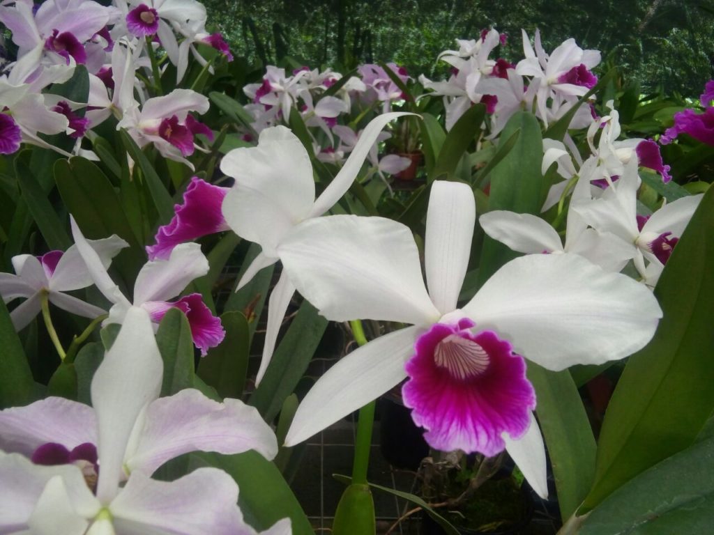Planta para jardim: Orquídea