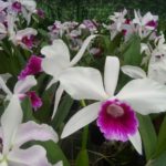 Planta para jardim: Orquídea