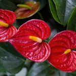 Planta para jardim: Antúrio vermelho
