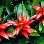 Planta para jardim: Bromélia