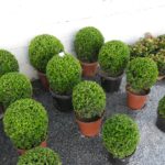 Planta de sol: Buxinho