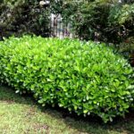 Planta de sol: Clúsia