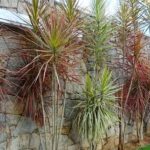 Planta para jardim: Dracena