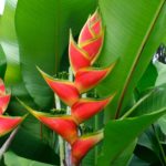 Planta para jardim: Helicônia