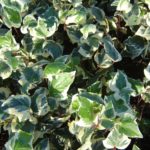Planta para sol: Hera
