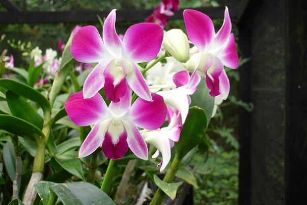 Planta para jardim: Orquídeas