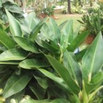 Planta para jardim: Pacová