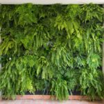 Planta para jardim: Renda portuguesa