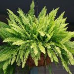 Planta para jardim: Samambaia