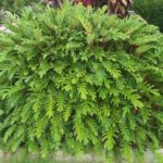 Planta para jardim: Xanadu
