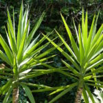 Planta para jardim: Planta Yucca