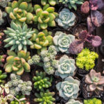 Plantas suculentas
