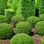 Plantas Terrestres – Arbustos