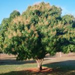 Plantas Terrestres – Mangueira